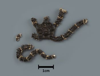 Media type: image;   Invertebrate Zoology OPH-5247 Description: Top down view of single ophiuroid specimen with a scale bar.;  Aspect: dorsal
